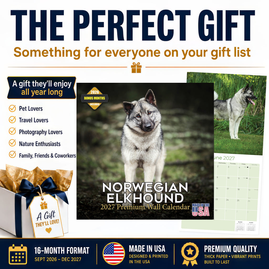 Norwegian Elkhound Wall Calendar 2027 - 12" x 12" Monthly Bold Silver-Grey & Viking Heritage Hound Calendar