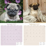 Pug Wall Calendar 2027 - 12" x 12" Monthly Charming & Mischievous Pug Dog Breed Calendar