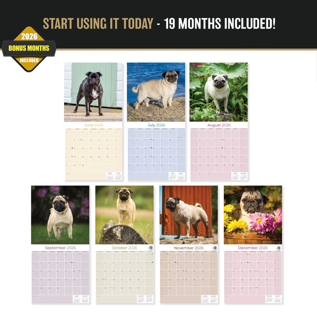 Pug Wall Calendar 2027 - 12" x 12" Monthly Charming & Mischievous Pug Dog Breed Calendar