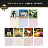 Pug Wall Calendar 2027 - 12" x 12" Monthly Charming & Mischievous Pug Dog Breed Calendar