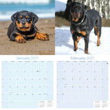 Rottweiler Wall Calendar 2027 - 12" x 12" Monthly Loyal & Protective Rottie Dog Breed Calendar