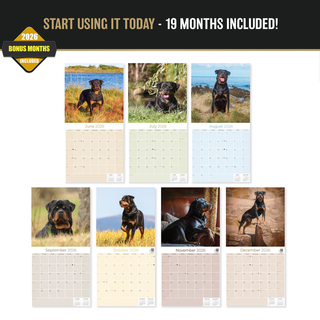 Rottweiler Wall Calendar 2027 - 12" x 12" Monthly Loyal & Protective Rottie Dog Breed Calendar