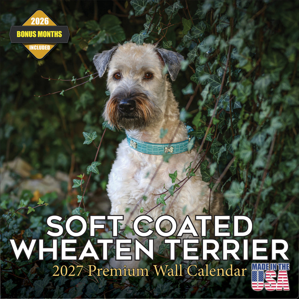 Soft Coated Wheaten Terrier Wall Calendar 2027 - 12" x 12" Monthly Happy & Devoted Wheaten Terrier Breed Calendar