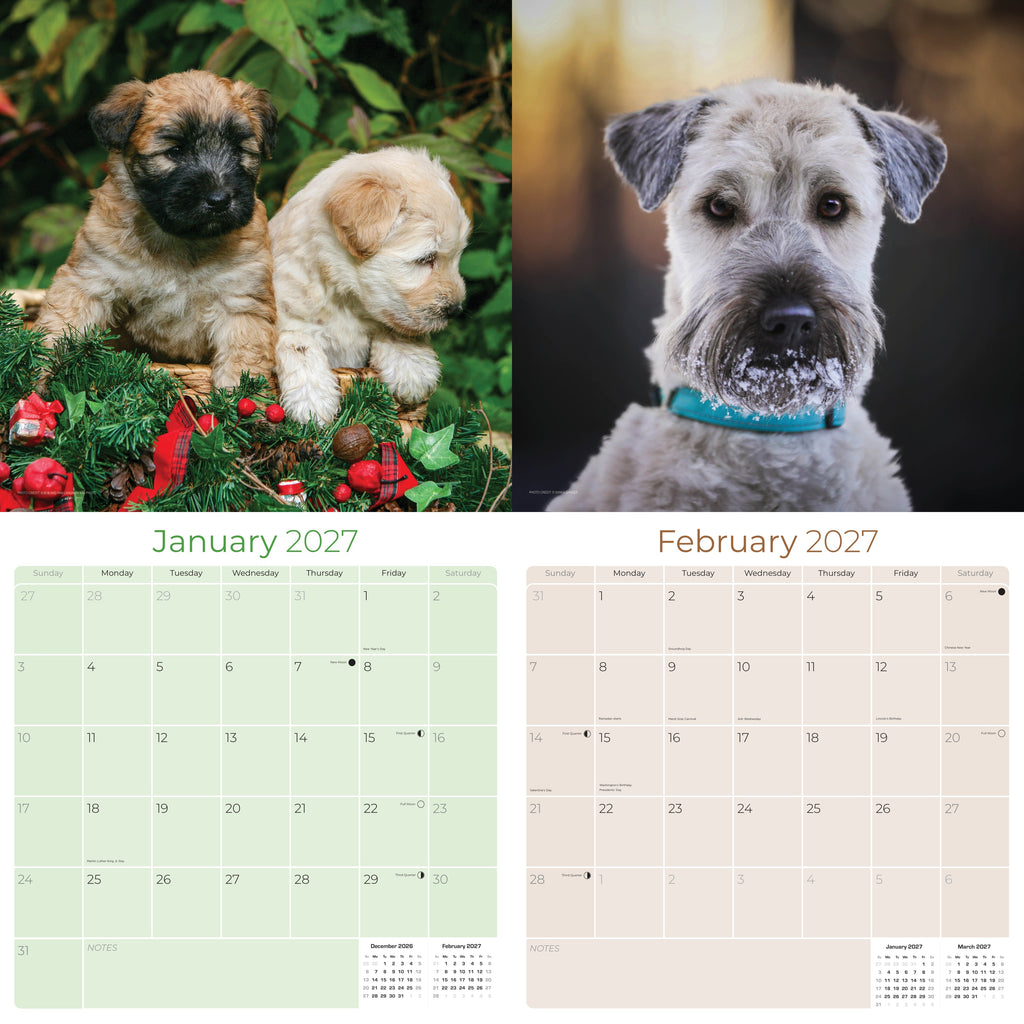 Soft Coated Wheaten Terrier Wall Calendar 2027 - 12" x 12" Monthly Happy & Devoted Wheaten Terrier Breed Calendar