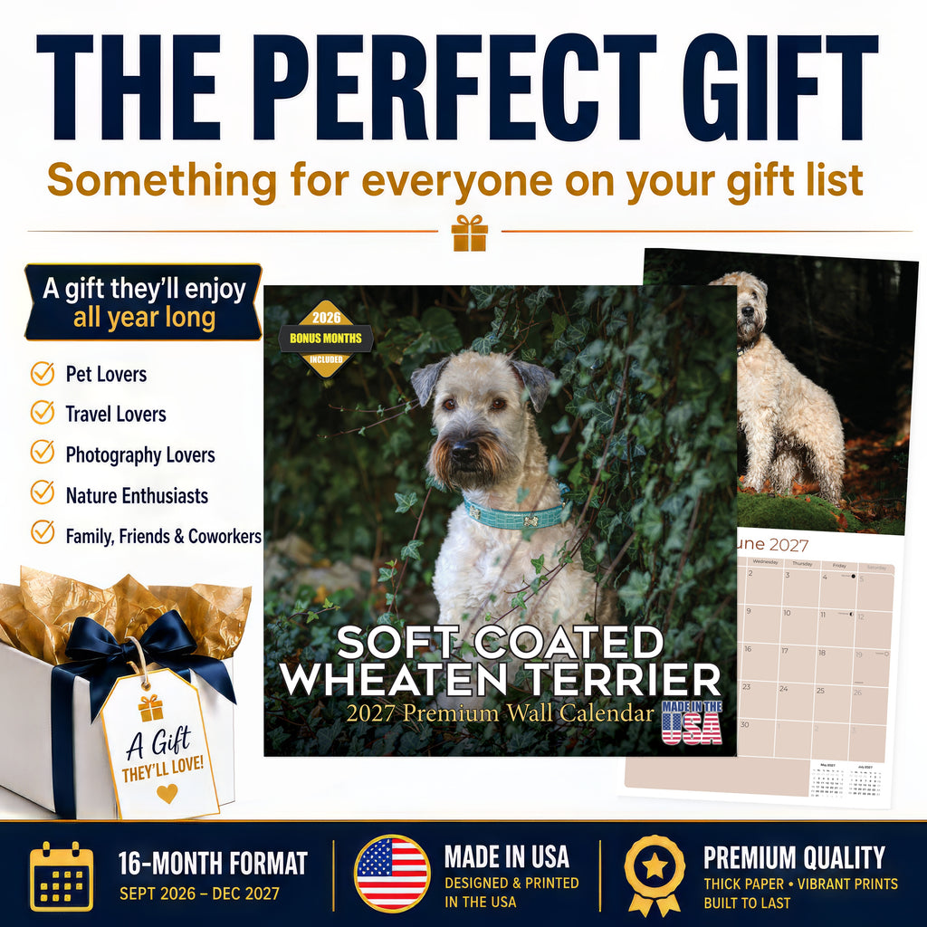 Soft Coated Wheaten Terrier Wall Calendar 2027 - 12" x 12" Monthly Happy & Devoted Wheaten Terrier Breed Calendar