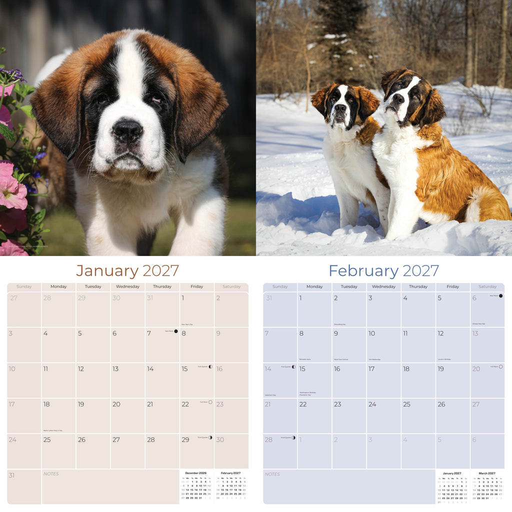 St Bernard Wall Calendar 2027 - 12" x 12" Monthly Loyal & Courageous Saint Bernard Giant Breed Calendar