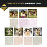 St Bernard Wall Calendar 2027 - 12" x 12" Monthly Loyal & Courageous Saint Bernard Giant Breed Calendar