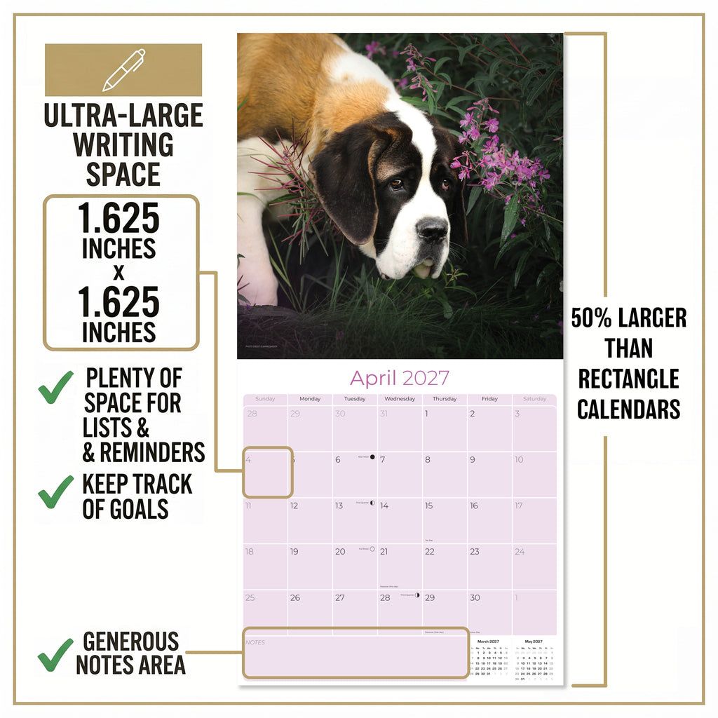 St Bernard Wall Calendar 2027 - 12" x 12" Monthly Loyal & Courageous Saint Bernard Giant Breed Calendar