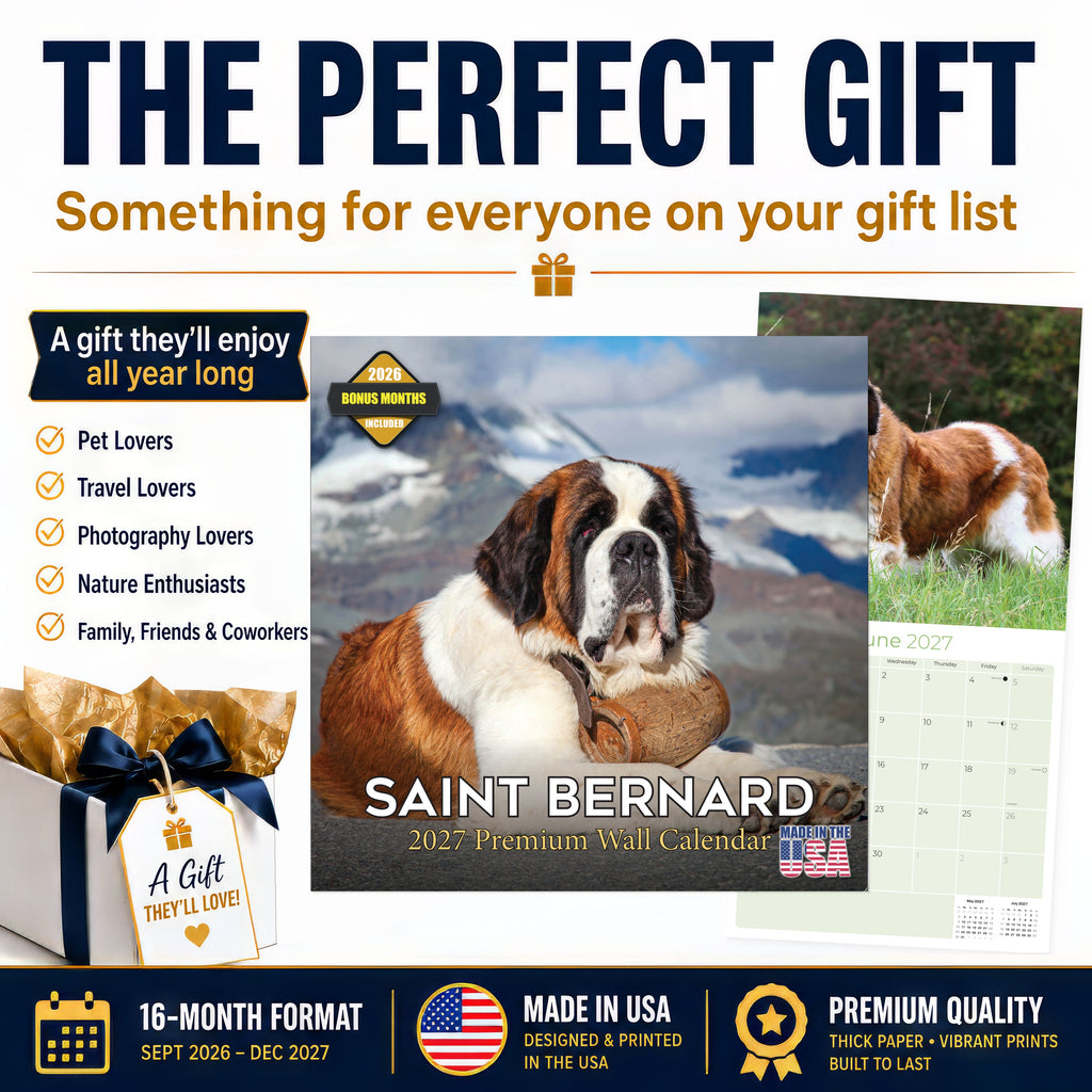 St Bernard Wall Calendar 2027 - 12" x 12" Monthly Loyal & Courageous Saint Bernard Giant Breed Calendar