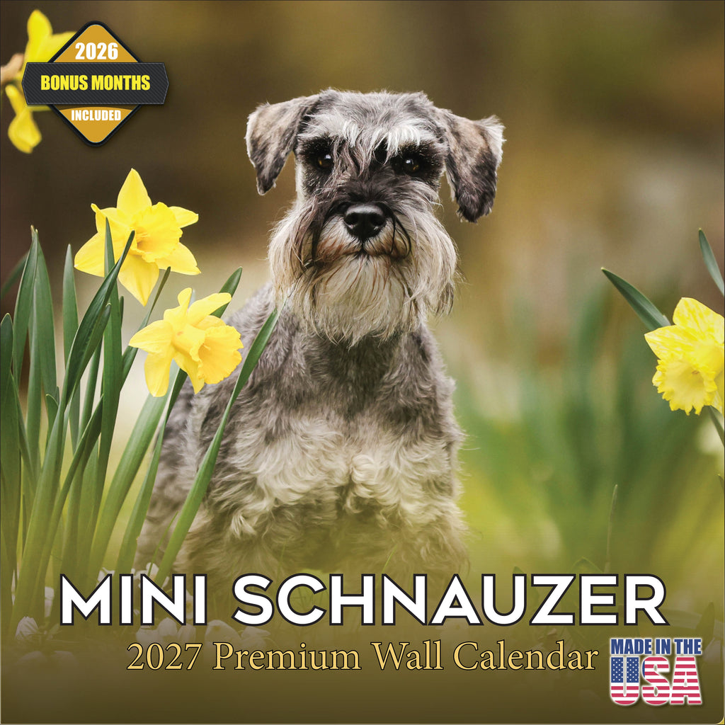 Miniature Schnauzer Wall Calendar 2027 - 12" x 12" Monthly Bearded Terrier & Spirited Small Schnauzer Calendar