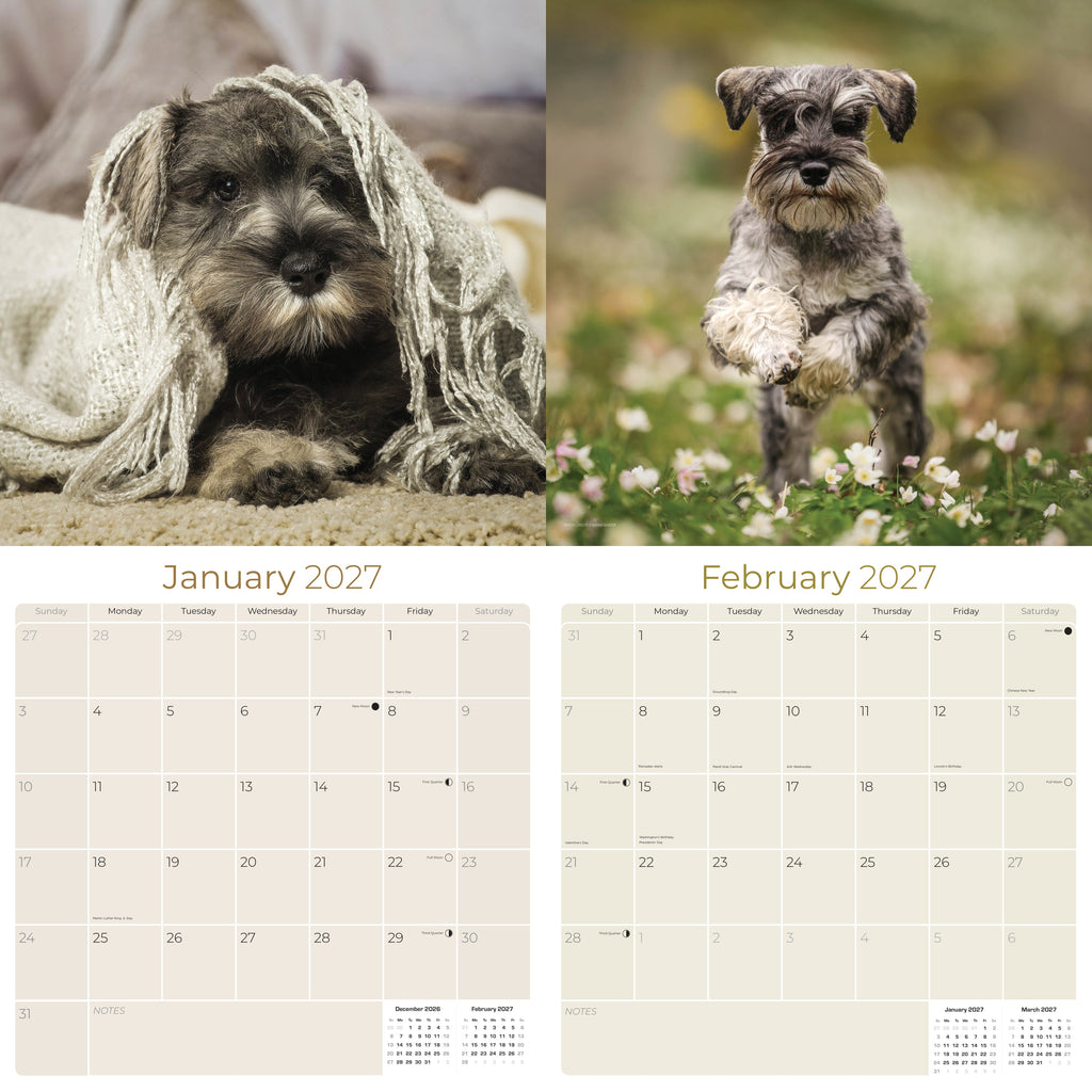 Miniature Schnauzer Wall Calendar 2027 - 12" x 12" Monthly Bearded Terrier & Spirited Small Schnauzer Calendar