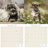Miniature Schnauzer Wall Calendar 2027 - 12" x 12" Monthly Bearded Terrier & Spirited Small Schnauzer Calendar