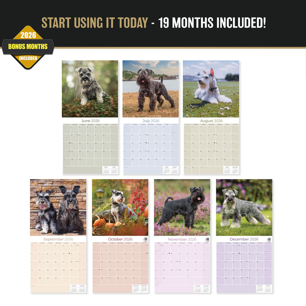 Miniature Schnauzer Wall Calendar 2027 - 12" x 12" Monthly Bearded Terrier & Spirited Small Schnauzer Calendar