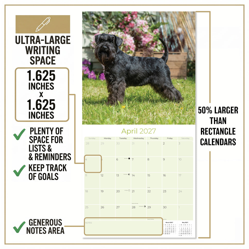 Miniature Schnauzer Wall Calendar 2027 - 12" x 12" Monthly Bearded Terrier & Spirited Small Schnauzer Calendar