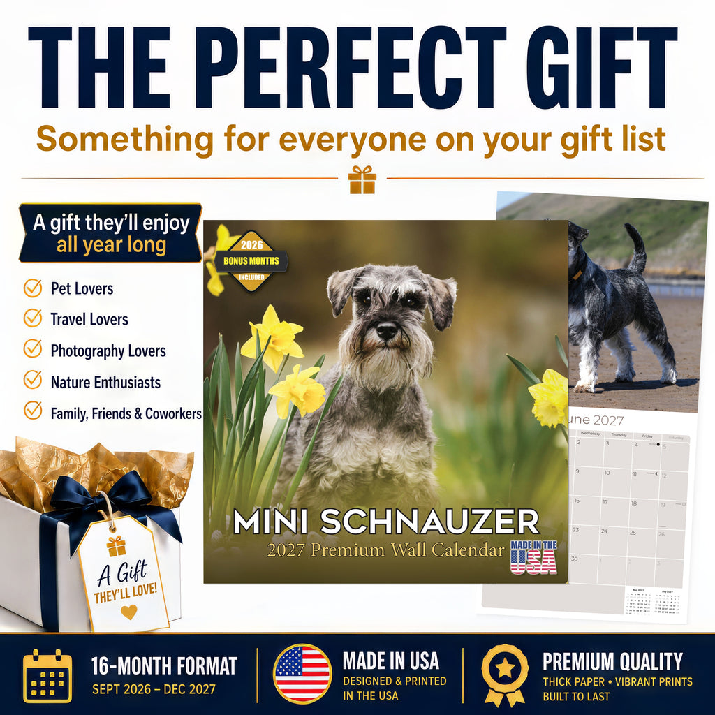 Miniature Schnauzer Wall Calendar 2027 - 12" x 12" Monthly Bearded Terrier & Spirited Small Schnauzer Calendar
