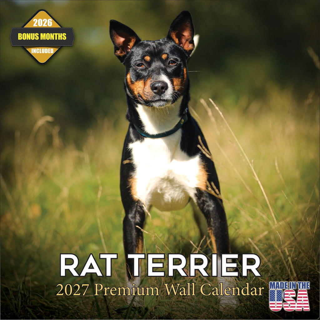 Rat Terrier Wall Calendar 2027 - 12" x 12" Monthly Alert & Energetic American Terrier Breed Calendar