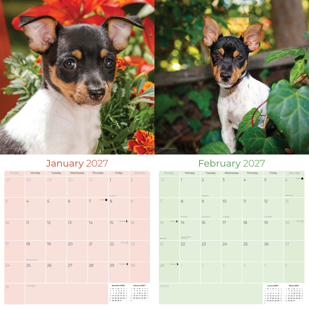Rat Terrier Wall Calendar 2027 - 12" x 12" Monthly Alert & Energetic American Terrier Breed Calendar