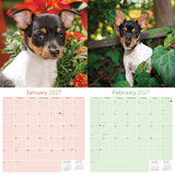 Rat Terrier Wall Calendar 2027 - 12" x 12" Monthly Alert & Energetic American Terrier Breed Calendar