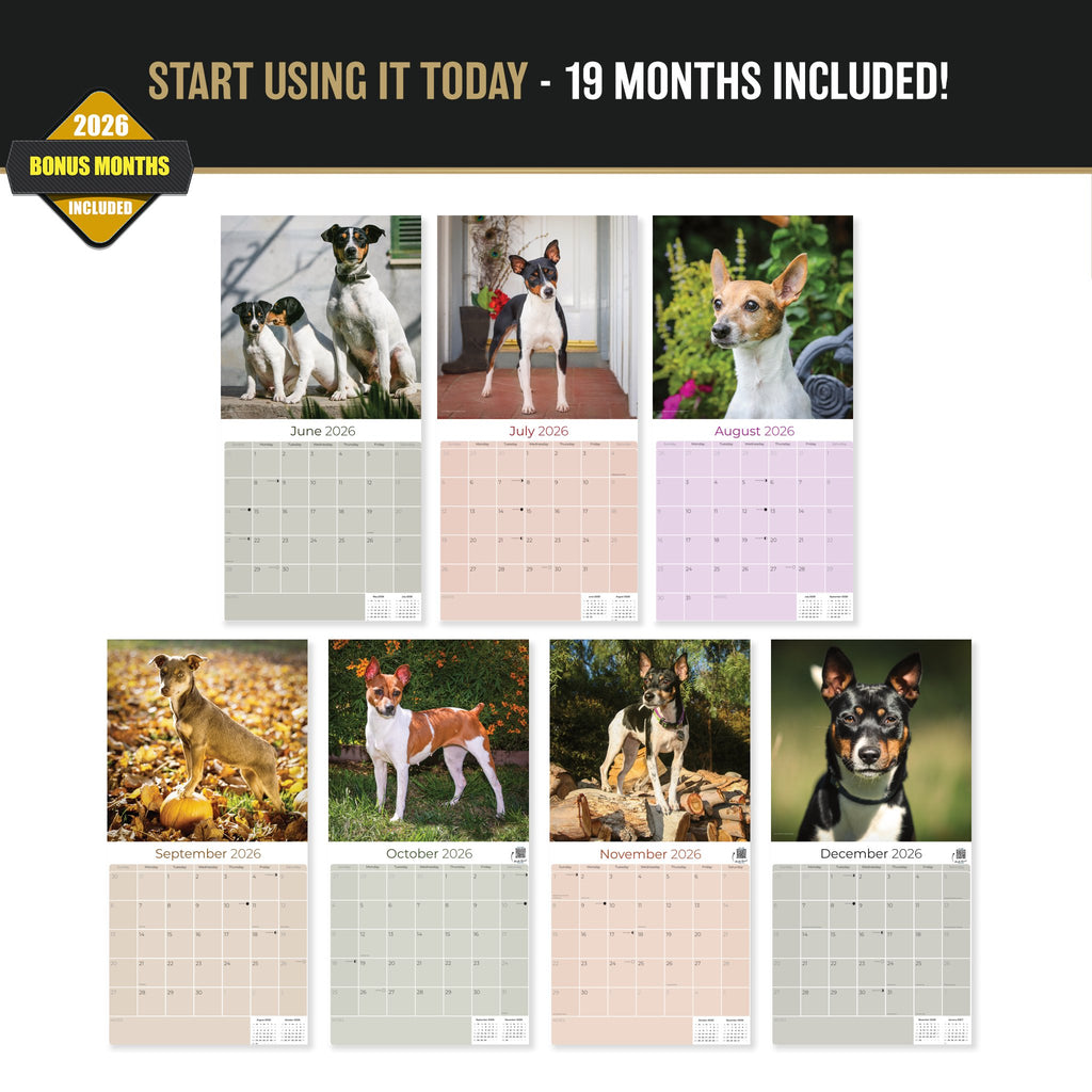 Rat Terrier Wall Calendar 2027 - 12" x 12" Monthly Alert & Energetic American Terrier Breed Calendar