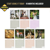 Rat Terrier Wall Calendar 2027 - 12" x 12" Monthly Alert & Energetic American Terrier Breed Calendar