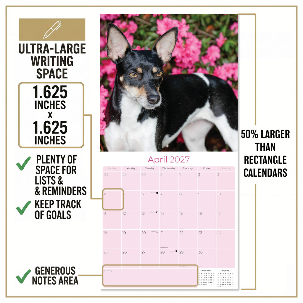 Rat Terrier Wall Calendar 2027 - 12" x 12" Monthly Alert & Energetic American Terrier Breed Calendar