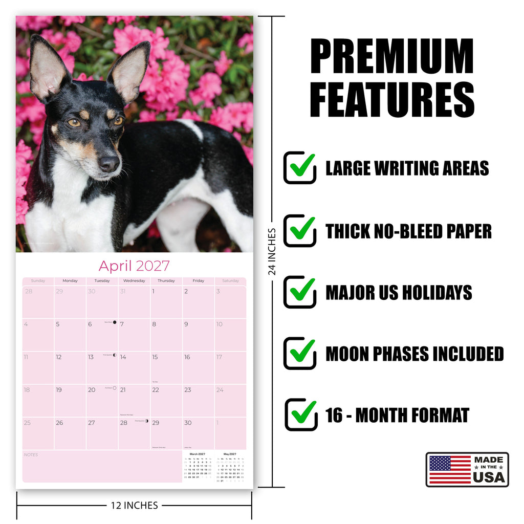 Rat Terrier Wall Calendar 2027 - 12" x 12" Monthly Alert & Energetic American Terrier Breed Calendar