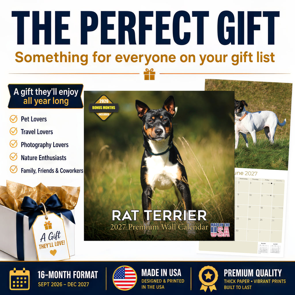 Rat Terrier Wall Calendar 2027 - 12" x 12" Monthly Alert & Energetic American Terrier Breed Calendar