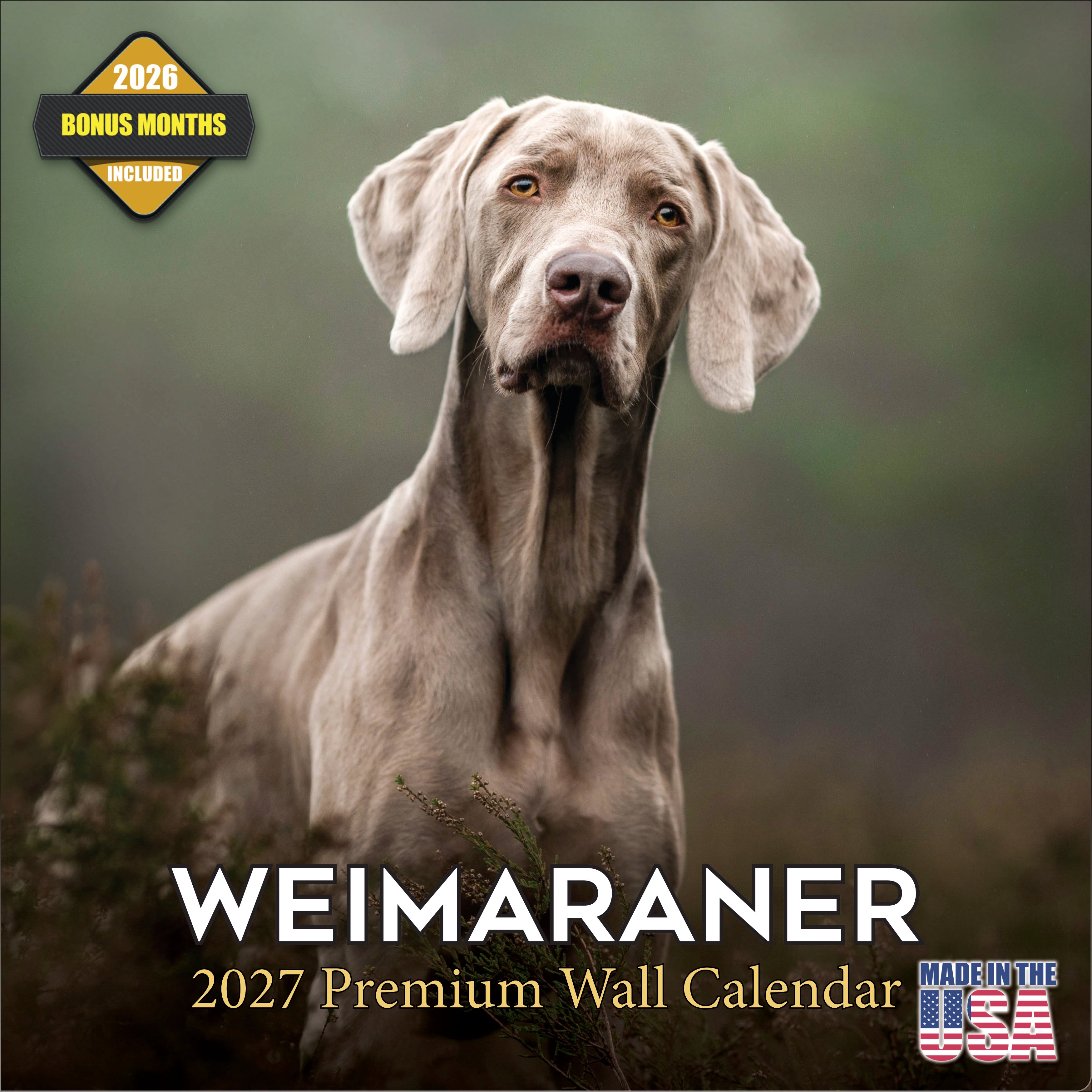 Weimaraner Wall Calendar 2027 - 12