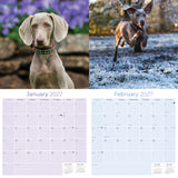 Weimaraner Wall Calendar 2027 - 12" x 12" Monthly Graceful & Athletic Grey Ghost Dog Breed Calendar