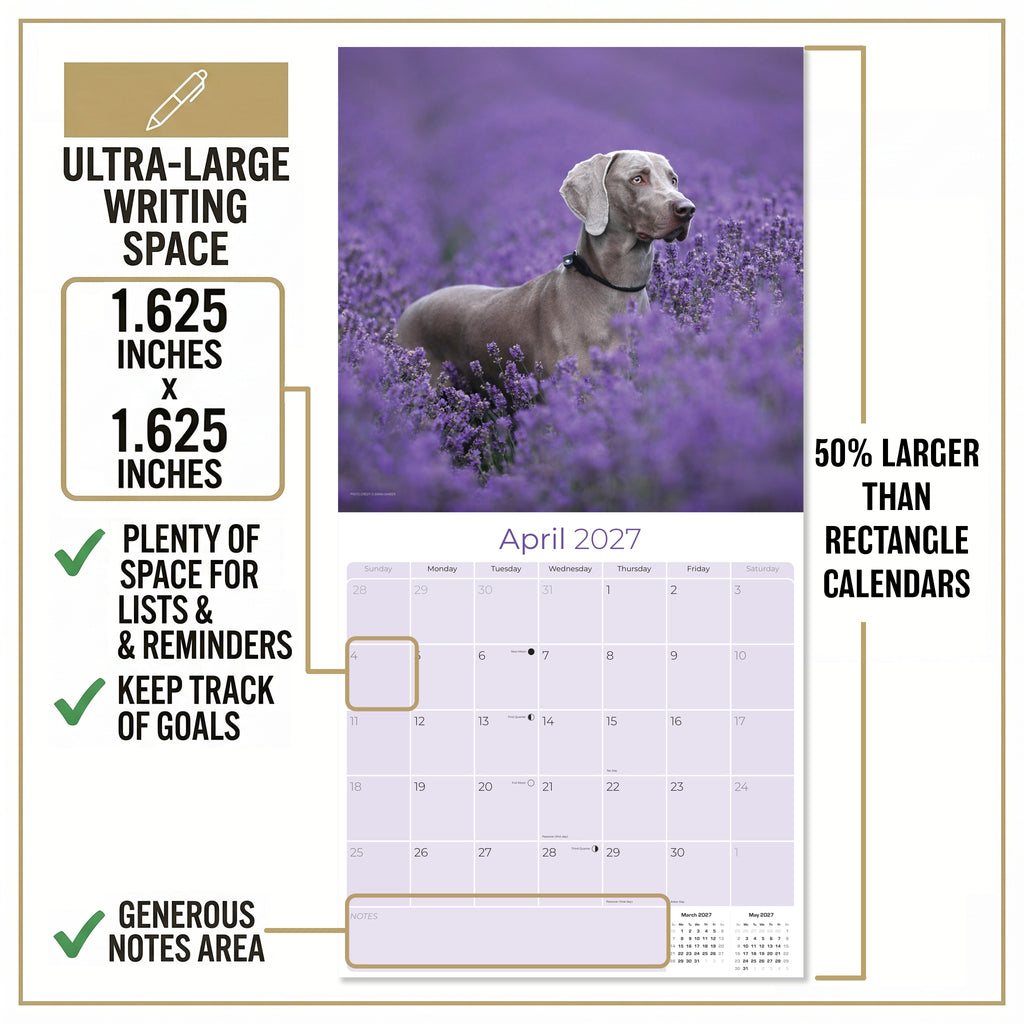 Weimaraner Wall Calendar 2027 - 12" x 12" Monthly Graceful & Athletic Grey Ghost Dog Breed Calendar