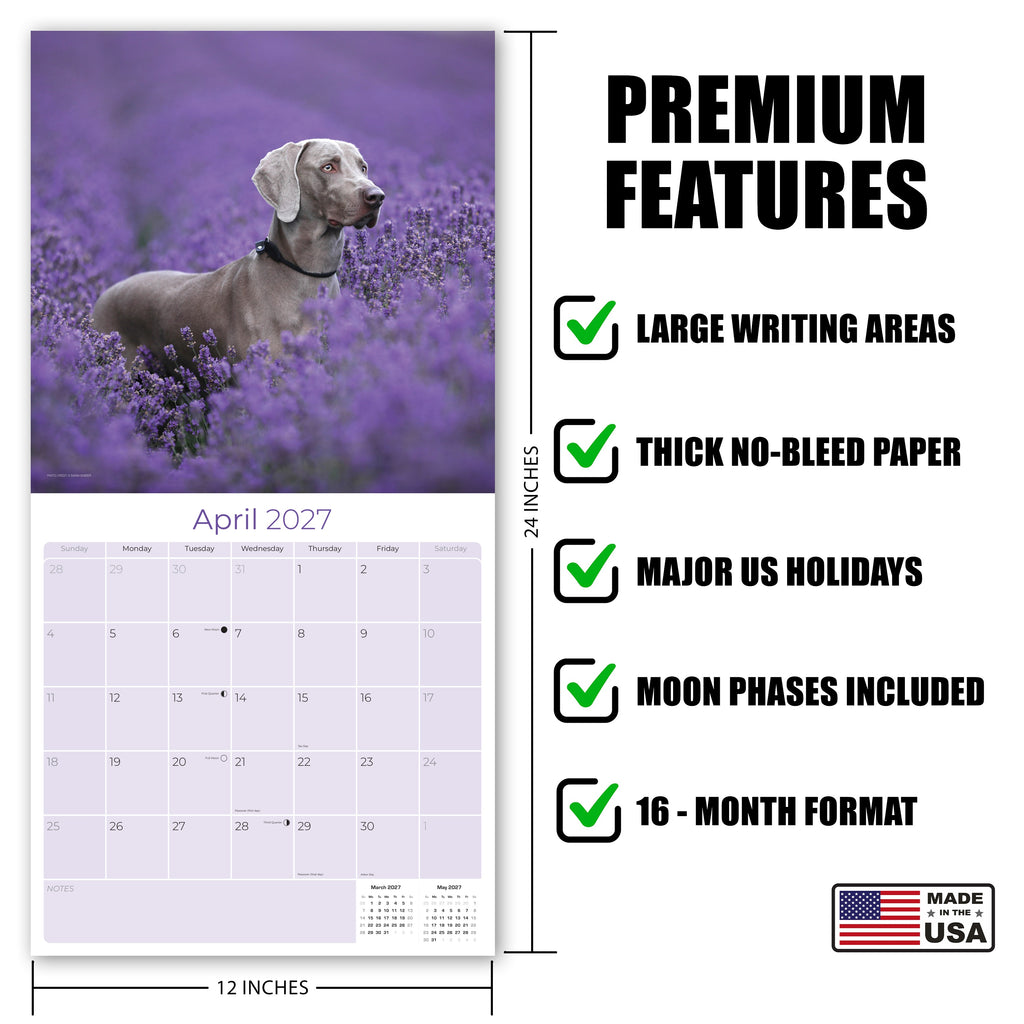 Weimaraner Wall Calendar 2027 - 12" x 12" Monthly Graceful & Athletic Grey Ghost Dog Breed Calendar