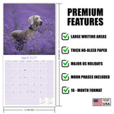 Weimaraner Wall Calendar 2027 - 12" x 12" Monthly Graceful & Athletic Grey Ghost Dog Breed Calendar