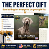 Weimaraner Wall Calendar 2027 - 12" x 12" Monthly Graceful & Athletic Grey Ghost Dog Breed Calendar