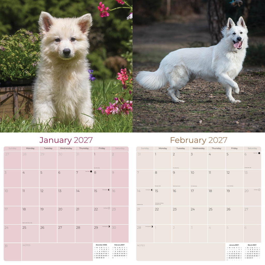 White Shepherd Wall Calendar 2027 - 12" x 12" Monthly Loyal & Noble White Shepherd Dog Breed Calendar