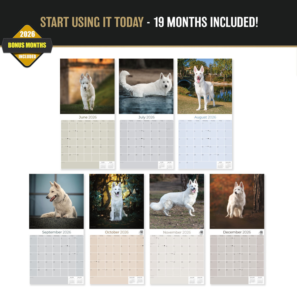 White Shepherd Wall Calendar 2027 - 12" x 12" Monthly Loyal & Noble White Shepherd Dog Breed Calendar