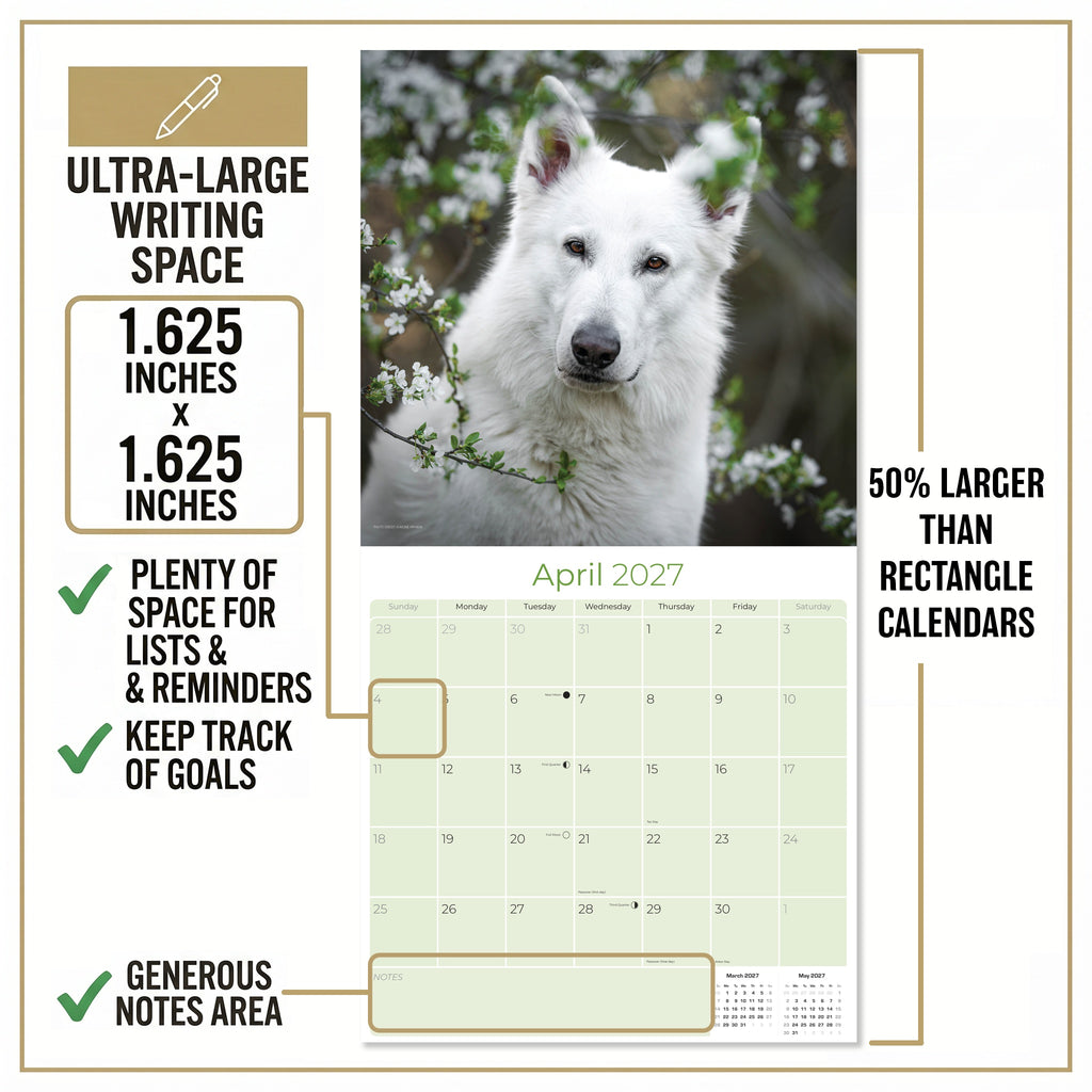 White Shepherd Wall Calendar 2027 - 12" x 12" Monthly Loyal & Noble White Shepherd Dog Breed Calendar