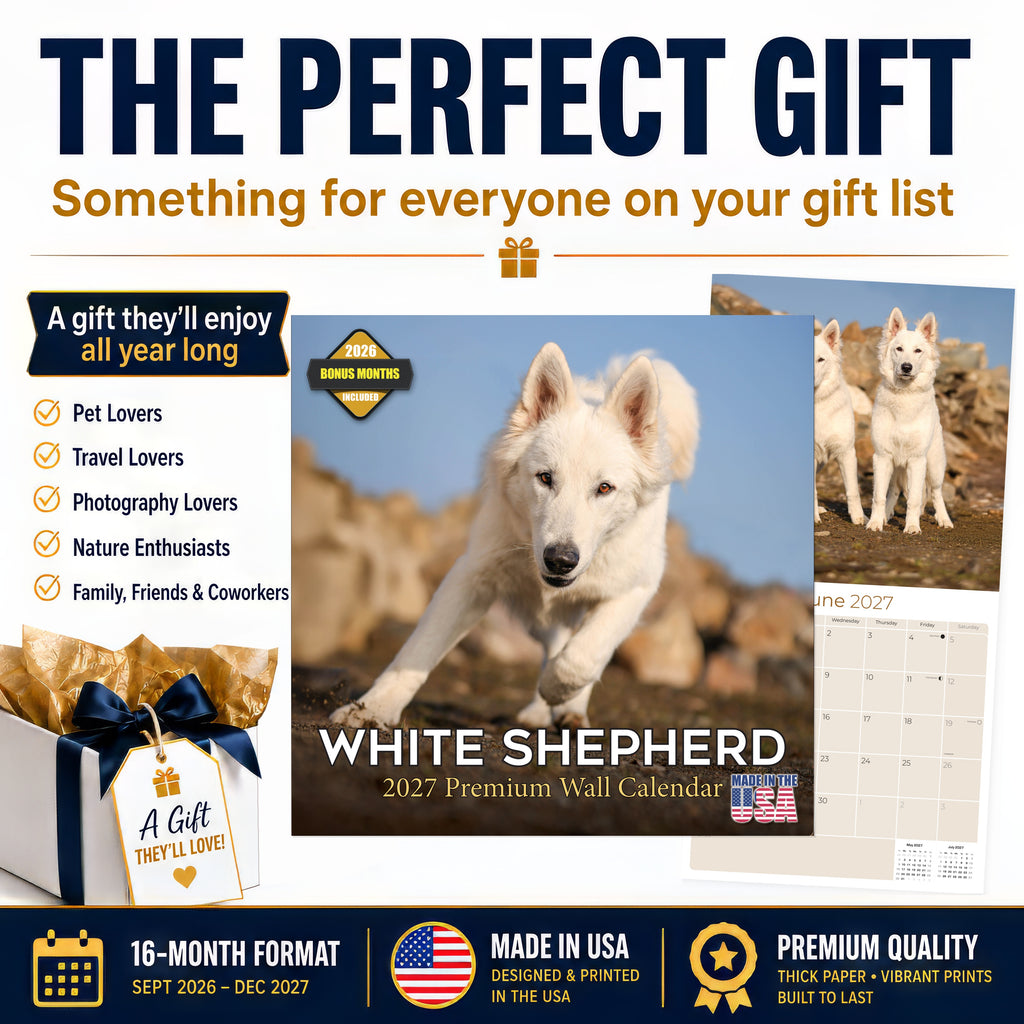 White Shepherd Wall Calendar 2027 - 12" x 12" Monthly Loyal & Noble White Shepherd Dog Breed Calendar