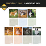 Shetland Sheepdog Wall Calendar 2027 - 12" x 12" Monthly Bright & Loyal Sheltie Herding Dog Breed Calendar