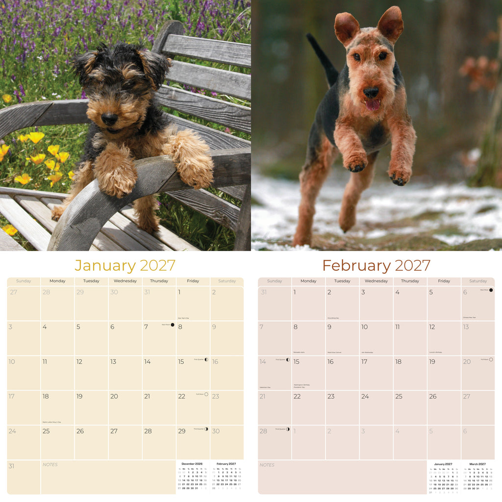 Welsh Terrier Wall Calendar 2027 - 12" x 12" Monthly Spirited & Courageous Welsh Terrier Dog Breed Calendar