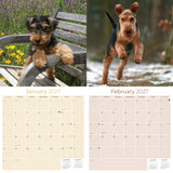 Welsh Terrier Wall Calendar 2027 - 12" x 12" Monthly Spirited & Courageous Welsh Terrier Dog Breed Calendar