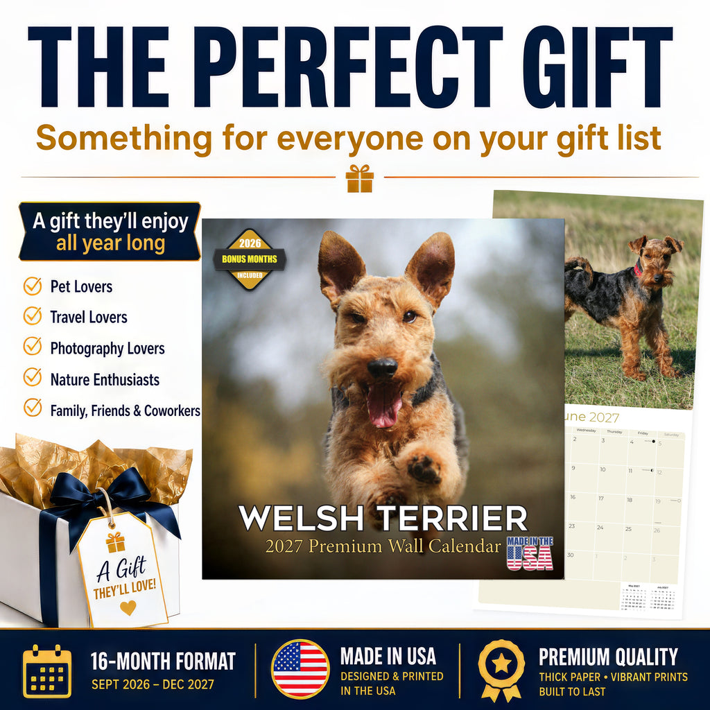 Welsh Terrier Wall Calendar 2027 - 12" x 12" Monthly Spirited & Courageous Welsh Terrier Dog Breed Calendar