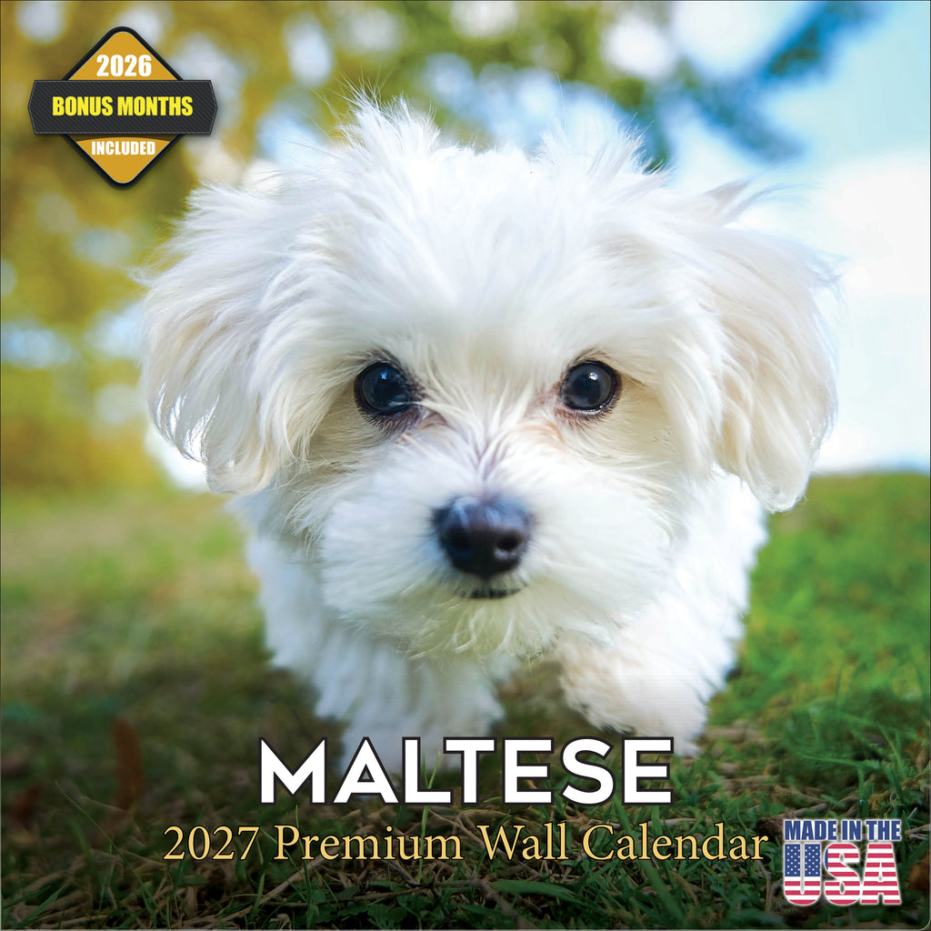 Maltese Wall Calendar 2027 - 12" x 12" Monthly Snow-White Silk Toy & Affectionate Lap Dog Calendar