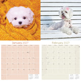 Maltese Wall Calendar 2027 - 12" x 12" Monthly Snow-White Silk Toy & Affectionate Lap Dog Calendar
