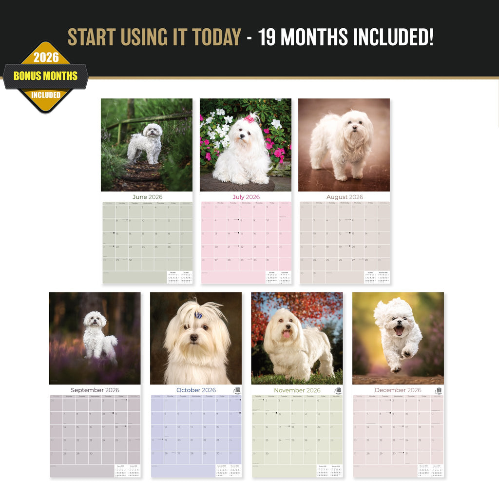 Maltese Wall Calendar 2027 - 12" x 12" Monthly Snow-White Silk Toy & Affectionate Lap Dog Calendar