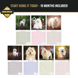 Maltese Wall Calendar 2027 - 12" x 12" Monthly Snow-White Silk Toy & Affectionate Lap Dog Calendar