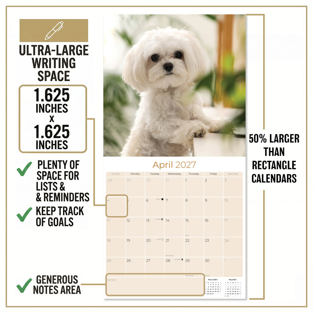 Maltese Wall Calendar 2027 - 12" x 12" Monthly Snow-White Silk Toy & Affectionate Lap Dog Calendar