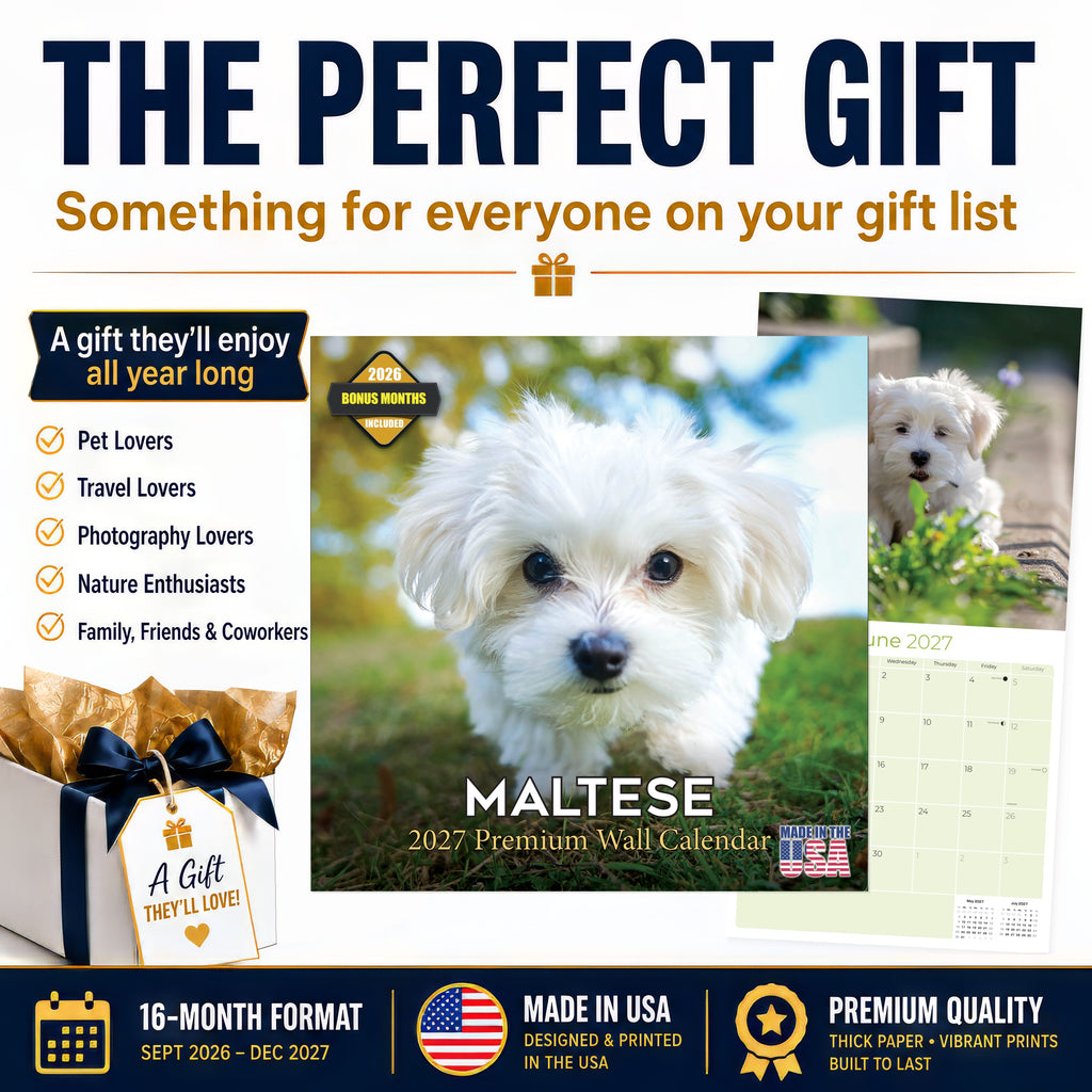 Maltese Wall Calendar 2027 - 12" x 12" Monthly Snow-White Silk Toy & Affectionate Lap Dog Calendar