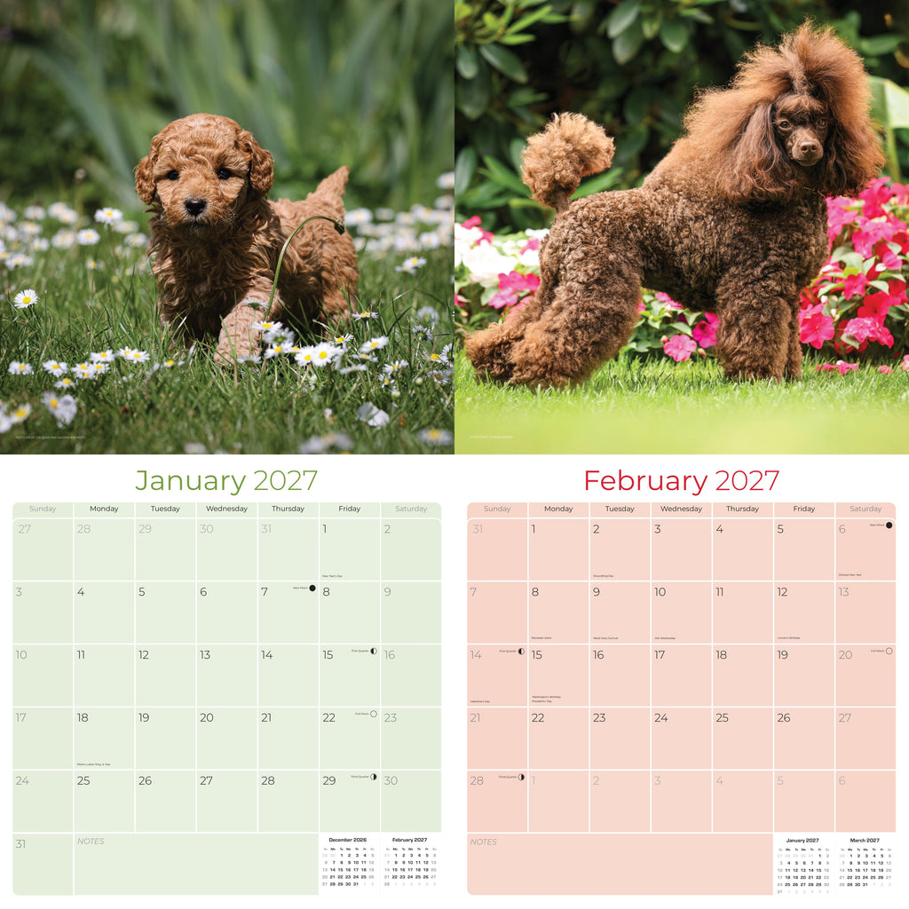 Poodle Toy & Miniature Wall Calendar 2027 - 12" x 12" Monthly Spirited & Affectionate Small Poodle Breed Calendar