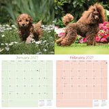 Poodle Toy & Miniature Wall Calendar 2027 - 12" x 12" Monthly Spirited & Affectionate Small Poodle Breed Calendar