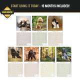 Poodle Toy & Miniature Wall Calendar 2027 - 12" x 12" Monthly Spirited & Affectionate Small Poodle Breed Calendar